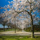 Allee Japanischer Blütenkirschen