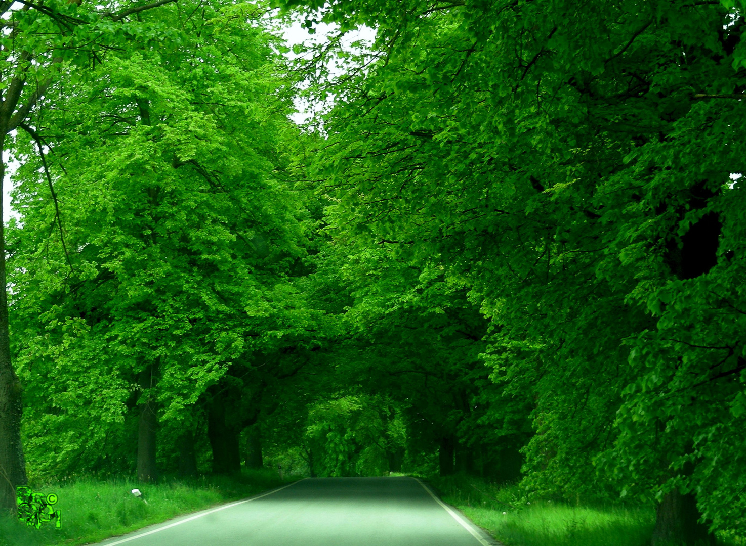 Allee... kurz nach der österreichisch-tschechischen Grenze