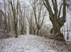 Allee mir Durchblick