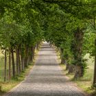 Allee mit altem Steinpflaster