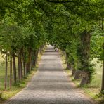 Allee mit altem Steinpflaster