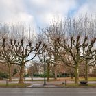 Allee mit Bäumen, Wiesbaden