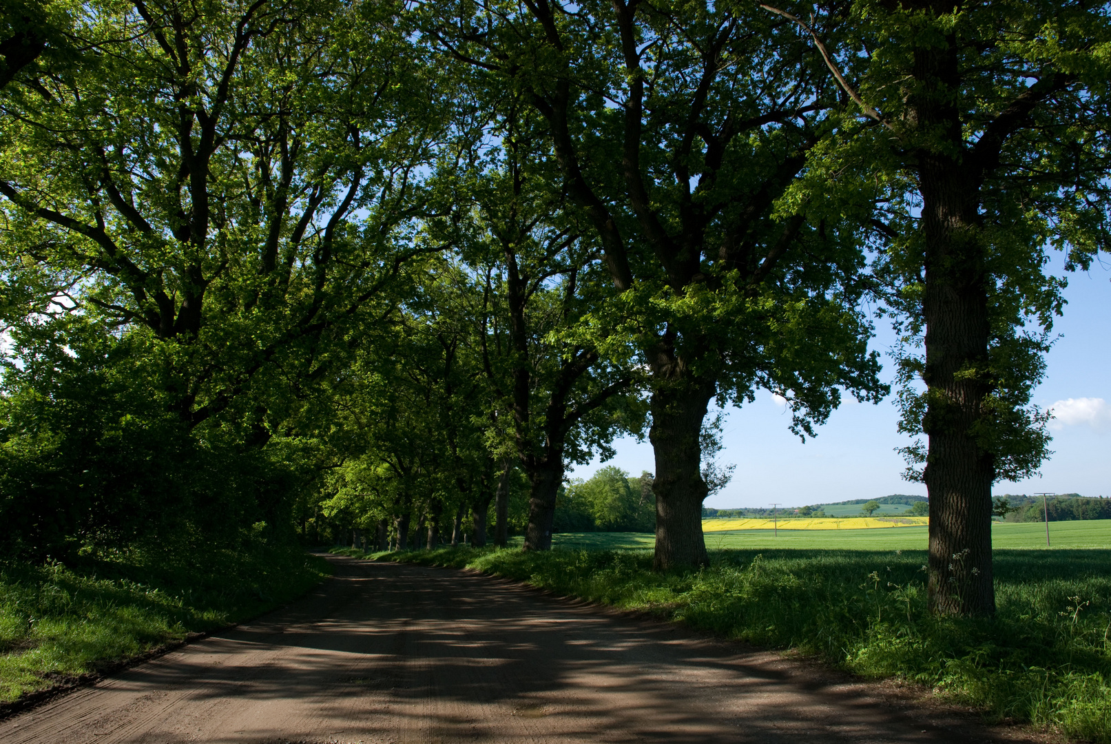 Allee mit Blick auf Rapsfelder