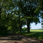 Allee mit Blick auf Rapsfelder