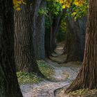 Allee mit Bokeh