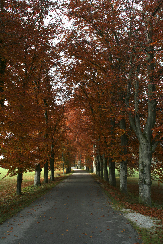 Allee mit Buchen