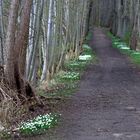 Allee mit Buschwindröschen