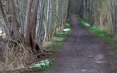 Allee mit Buschwindröschen