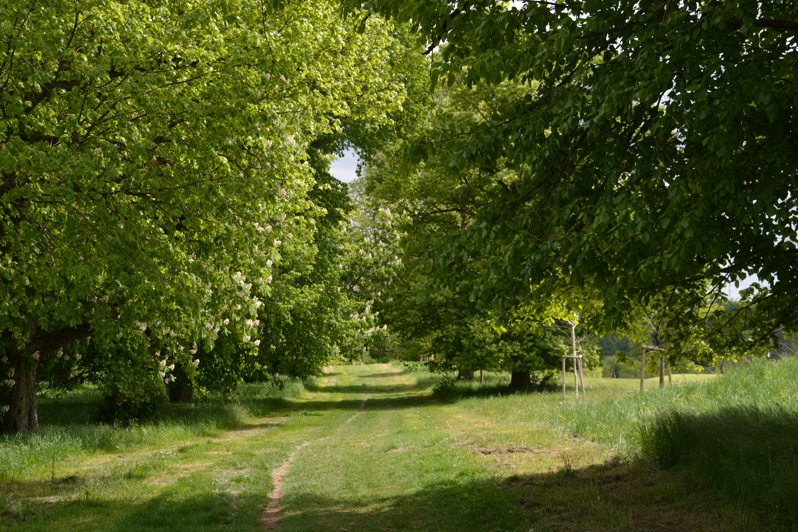 Allee mit Durchblick