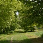 Allee mit Durchblick