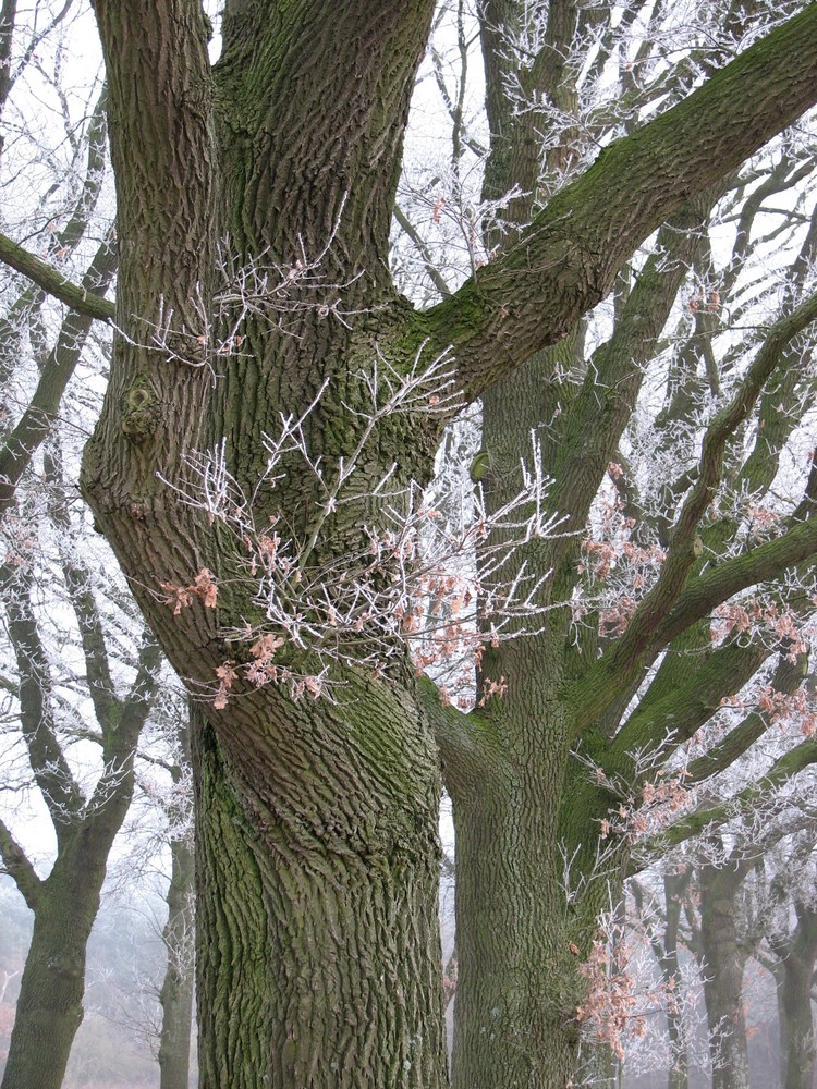 Allee mit "Frosting"