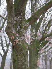 Allee mit "Frosting"