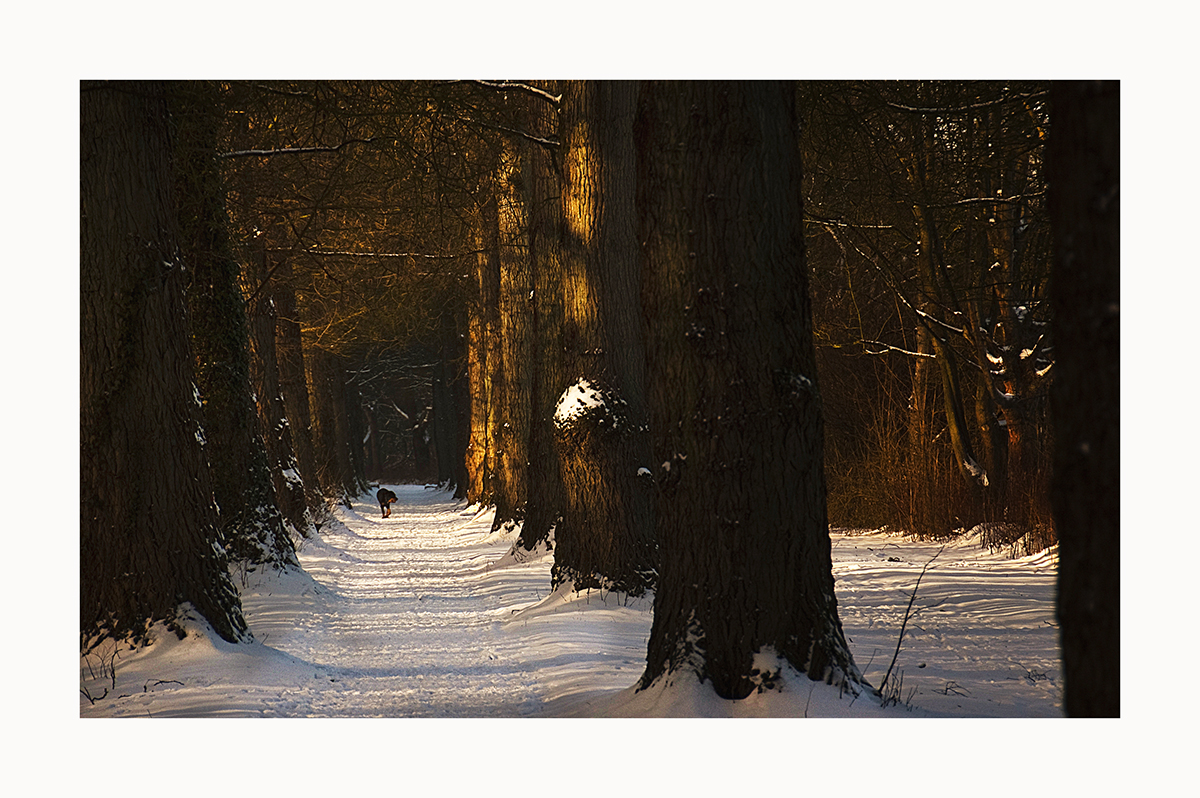 Allee mit Hund