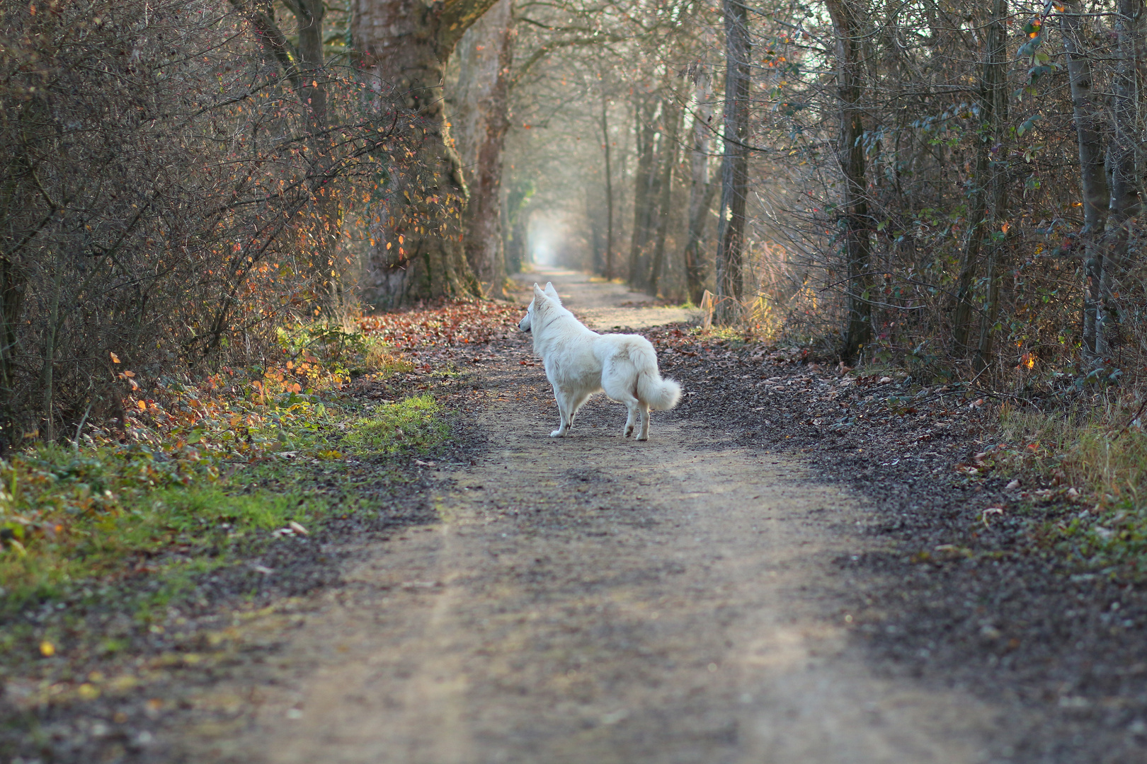 Allee mit Hund