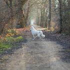 Allee mit Hund