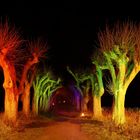 Allee mit Lightpainting