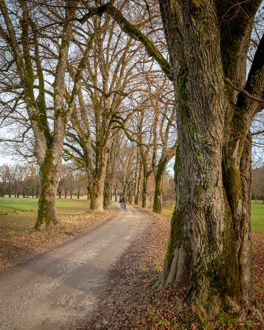 Allee, mit Pferd