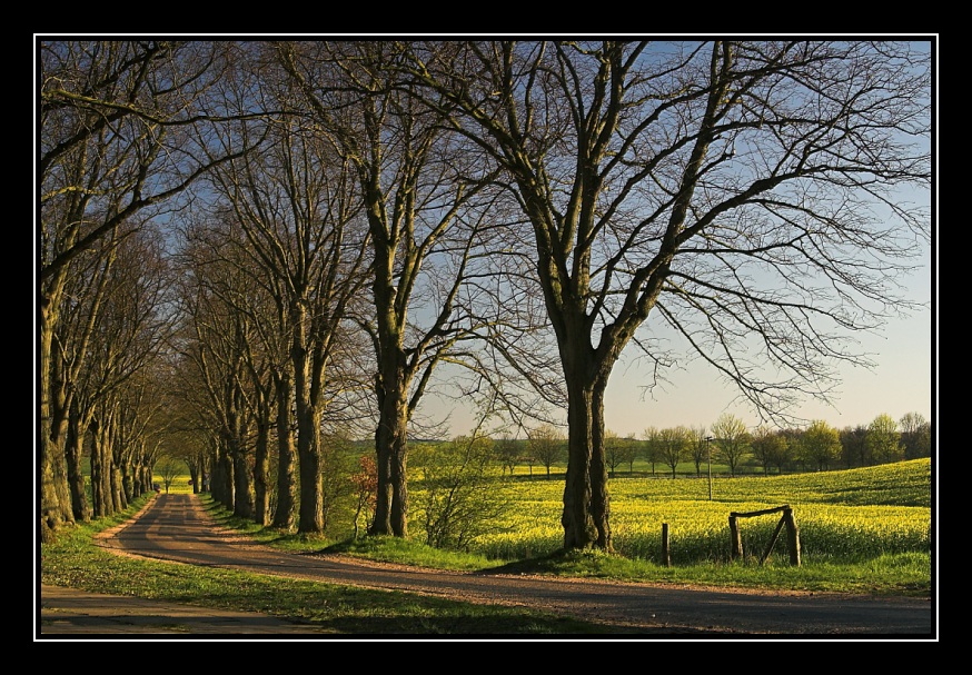 Allee mit Rapsrand