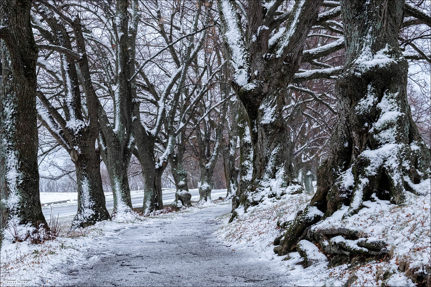 Allee mit Schnee