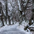 Allee mit Schnee