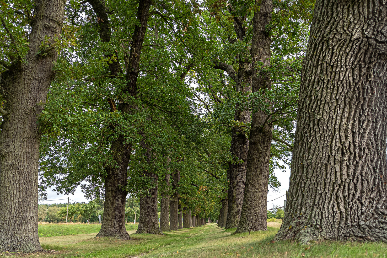 Allee mit Tiefblick