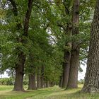 Allee mit Tiefblick