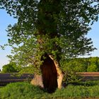 Allee mit uralten Eichen bei Perdöl im Kreis Plön