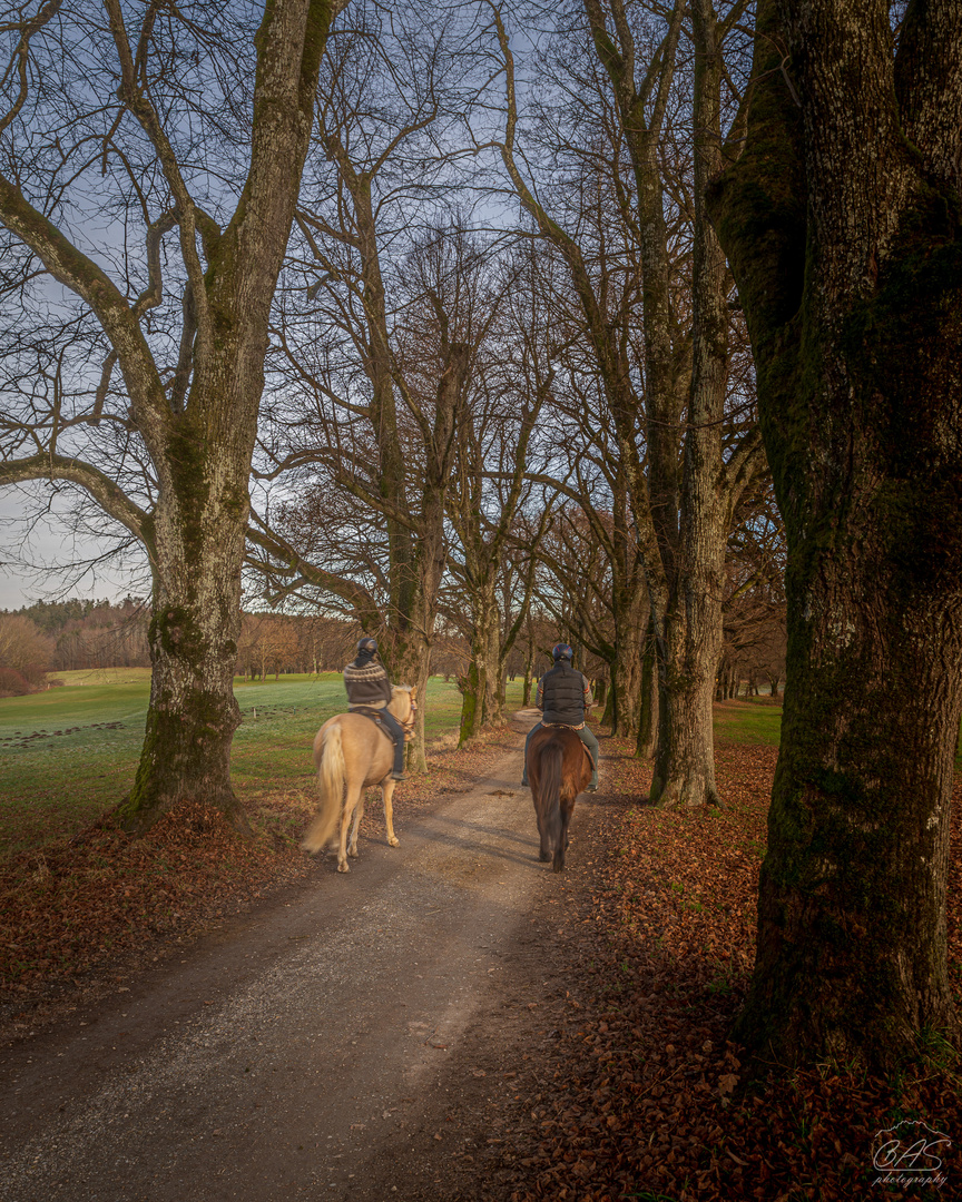 Allee, mit zwei Pferden