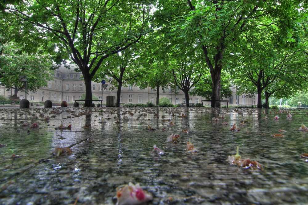 *Allee, nach dem Regen, in Stuggi...