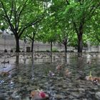 *Allee, nach dem Regen, in Stuggi...