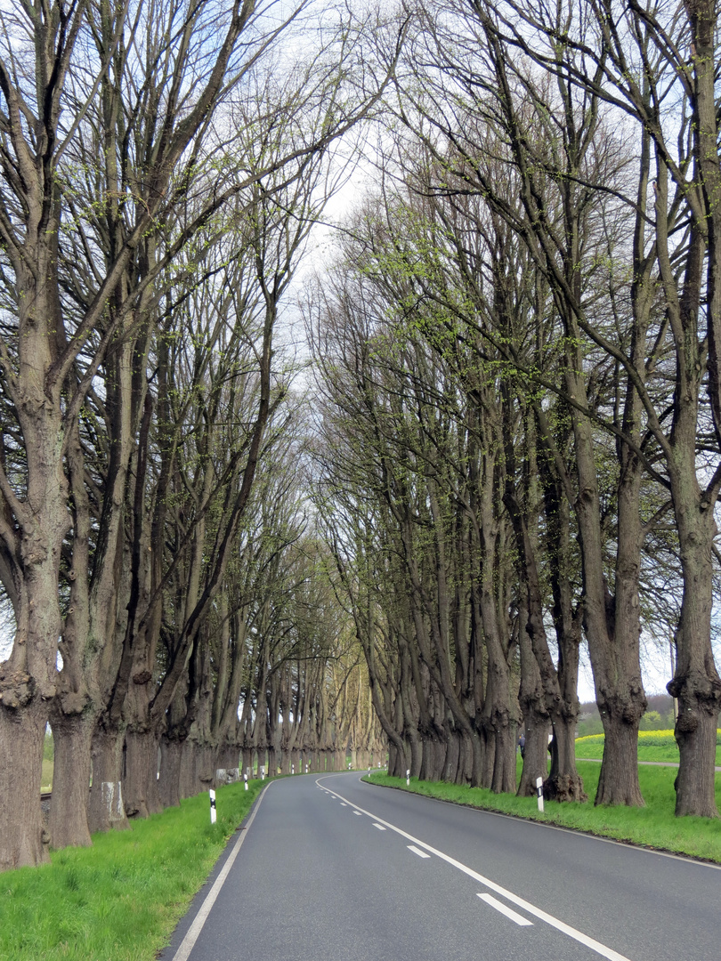 Allee nach Heiligen Damm