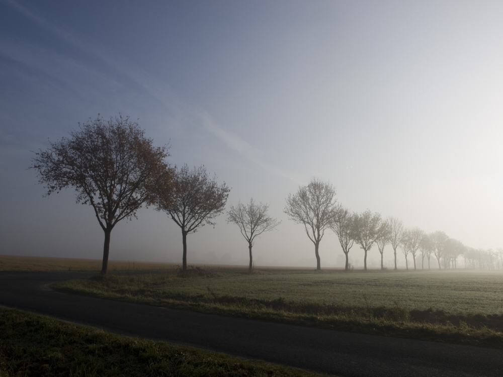 Allee - Nebel