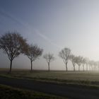 Allee - Nebel