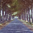 Allee (n)irgendwo in der Toscana