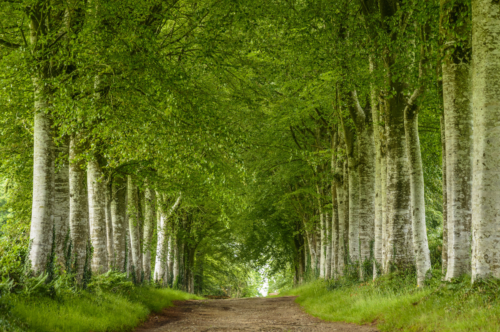 Allee, Pont-Aven, Bretagne, France