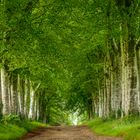 Allee, Pont-Aven, Bretagne, France