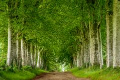 Allee, Pont-Aven, Bretagne, France