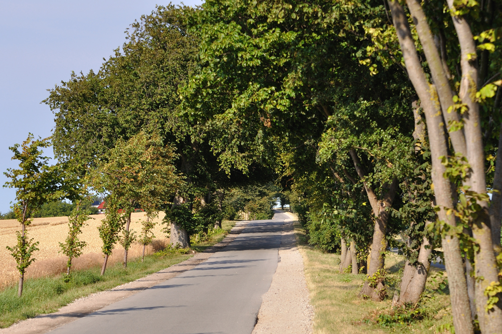 Allee Richtung Rerik