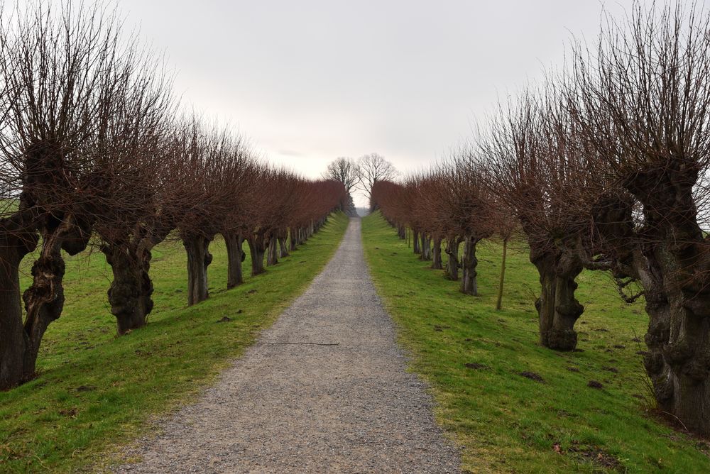 Allee Schloss Bothmer