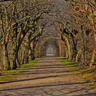 Allee Schloß Seehof