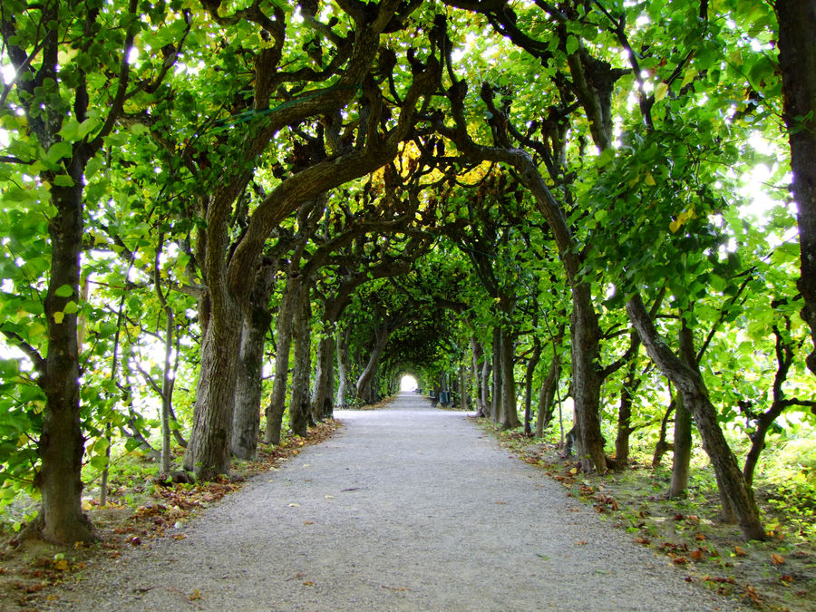 Allee Schloßgarten Dachau