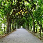 Allee Schloßgarten Dachau