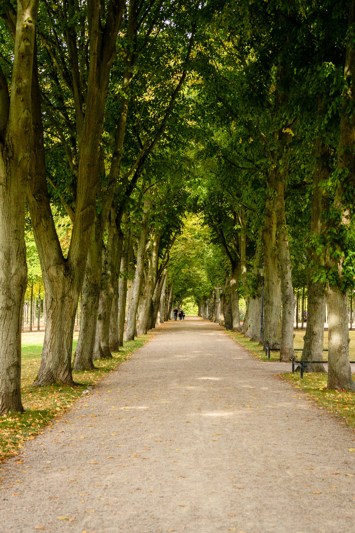 Allee Schlossgarten Schwerin