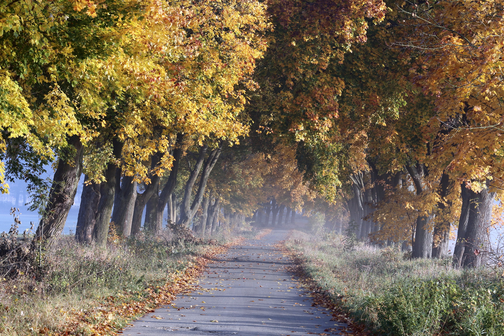 Allee und Morgennebel