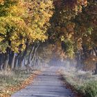 Allee und Morgennebel