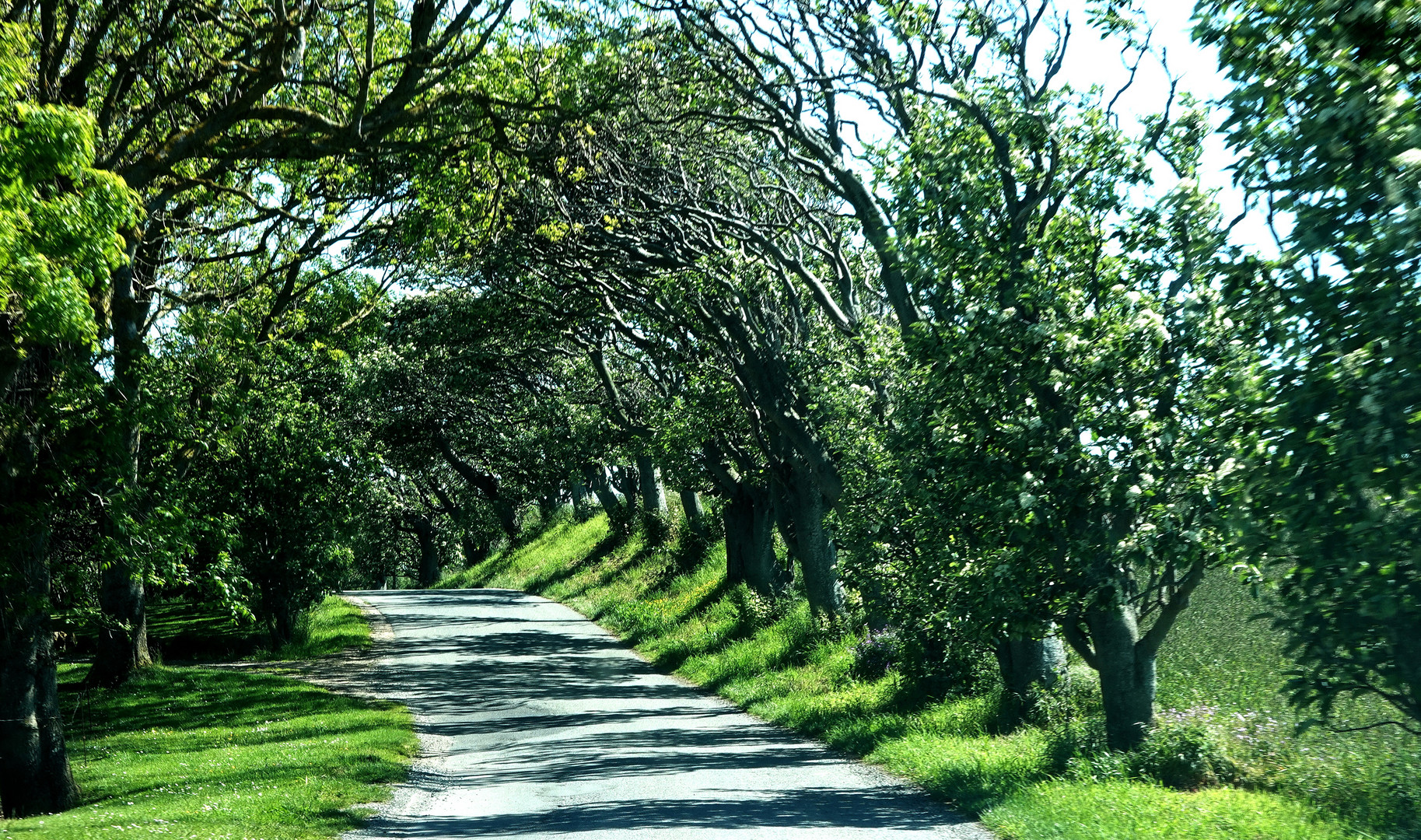 Allee und Schattenwürfe