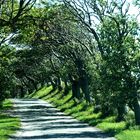 Allee und Schattenwürfe