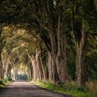 Allee Usedom