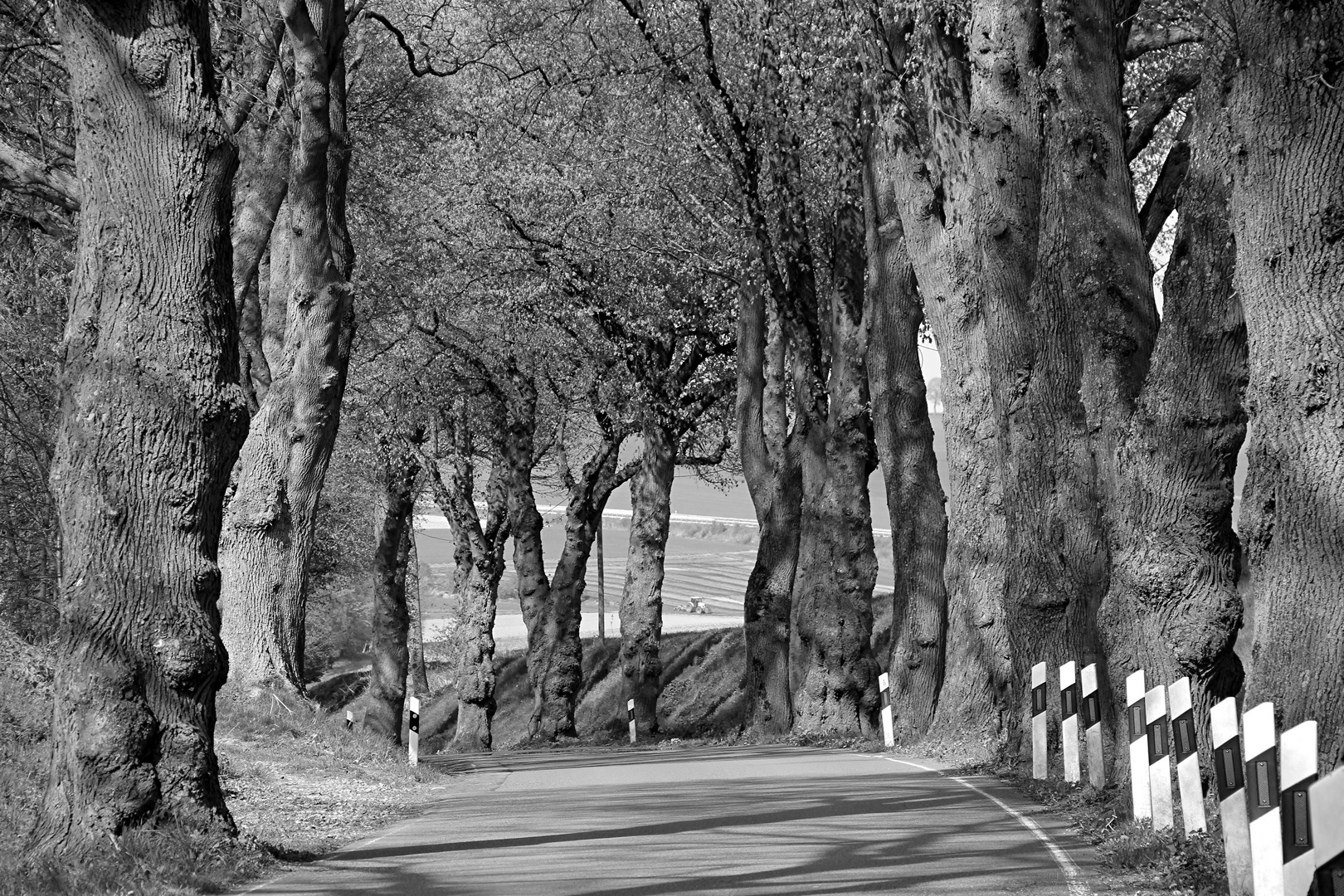 Allee Völlinghausen 19.4.2017IMG_ (13-SW)