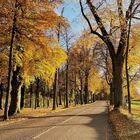 Allee vor Bremgarten bei Bern